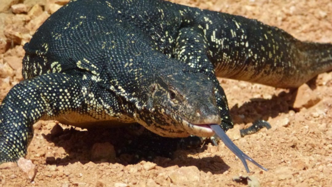 Giant lizard in Florida evades capture | Citation Nation - Traffic